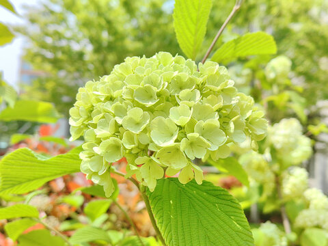 花球花朵鲜花