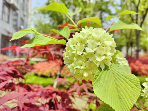 花球鲜花花朵