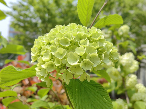 花球花朵鲜花