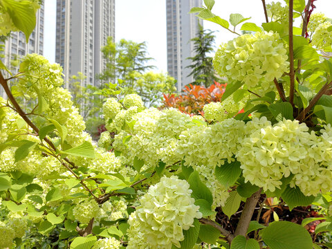 花球花朵鲜花