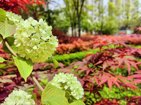 花球花朵鲜花