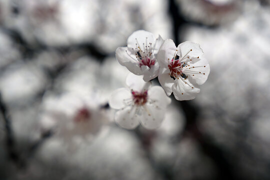 山桃花开