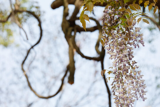 老藤开花