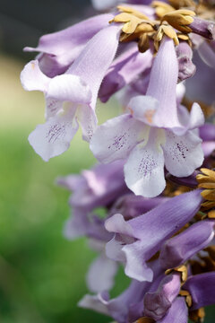 泡桐花