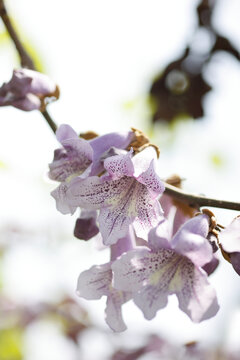 泡桐花