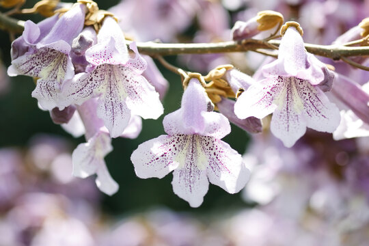 泡桐花