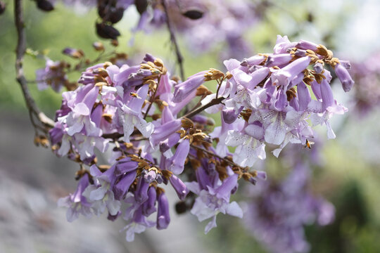 泡桐花