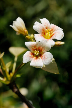 油桐花