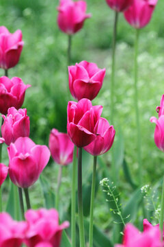 郁金香花海