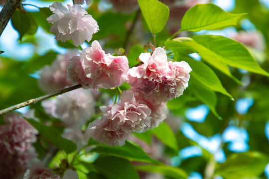 重瓣樱花