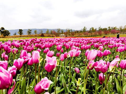 郁金香花田