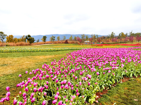 郁金香花海