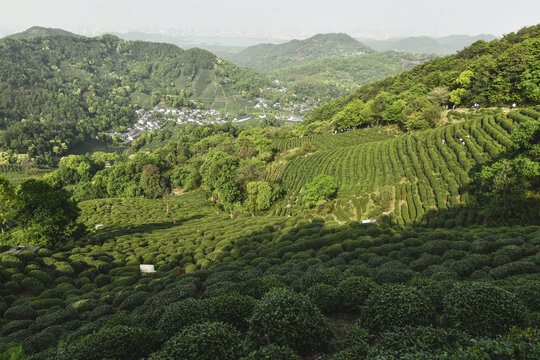 茶山脚下龙井村