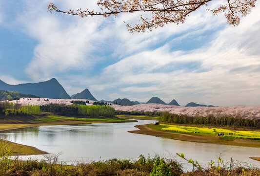 贵州安顺市平坝樱花盛景