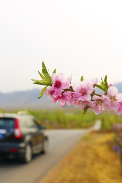 桃花路边