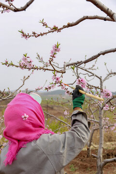 桃花