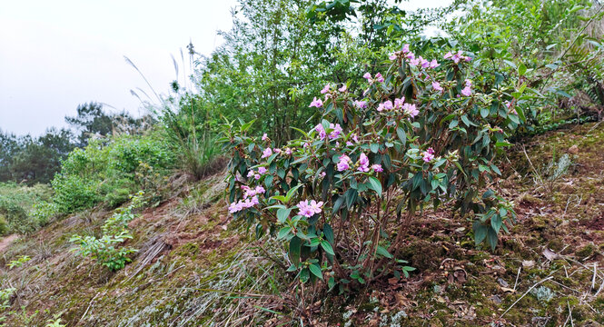 圣山山花