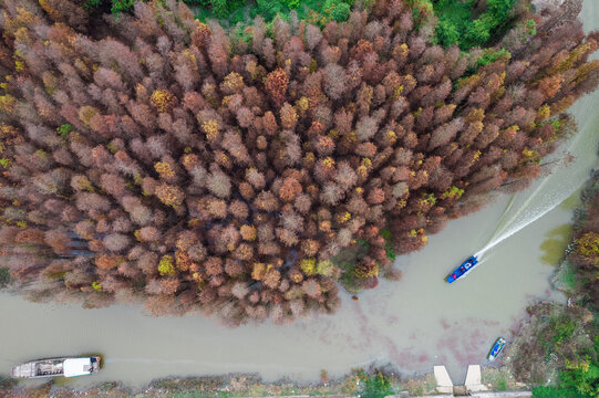 广东珠海山间秋天的水杉树