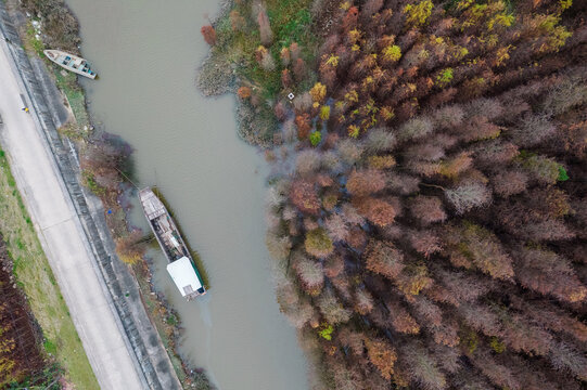 广东珠海秋天的落羽杉树