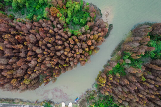 广东珠海秋天的落羽杉树