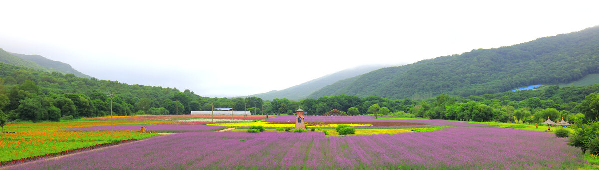 黑龙江帽儿山花海