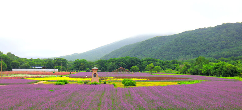 花田花海