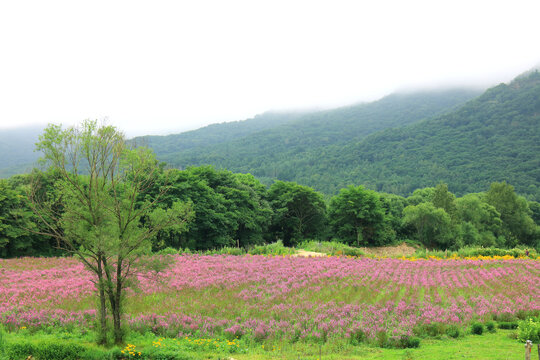 黑龙江帽儿山花海