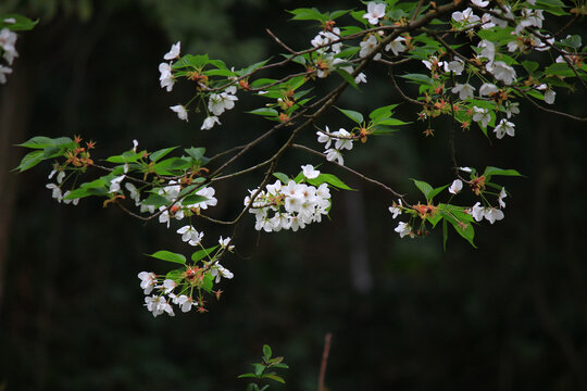 梨花