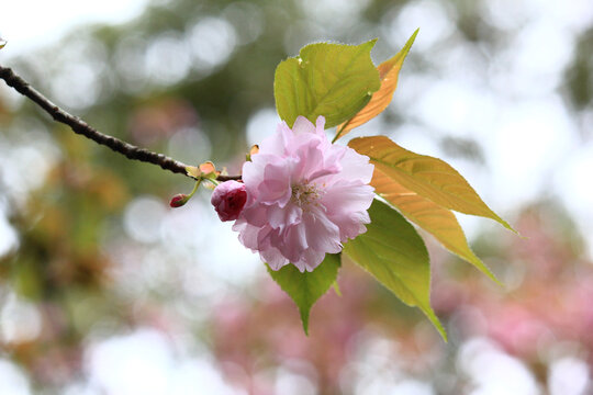 樱花