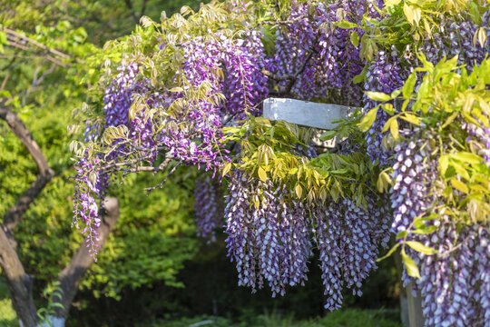 紫藤花