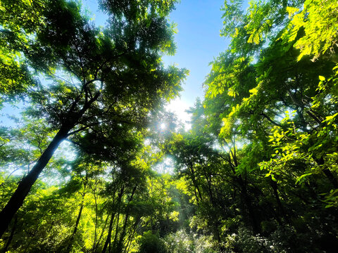 阳光森林