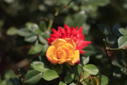 香水月季花