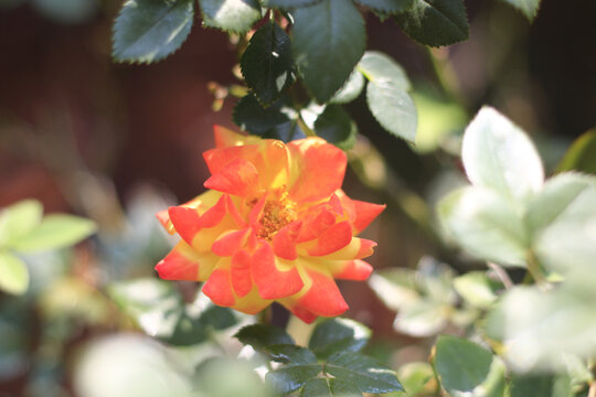 香水月季花