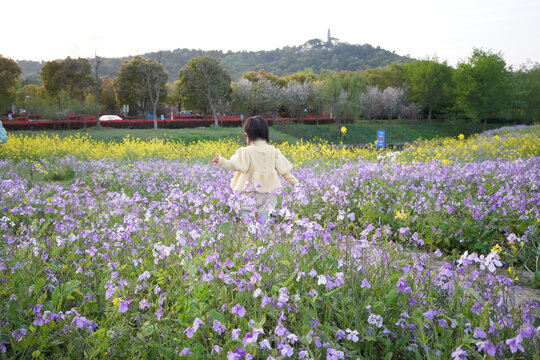 油菜花薰衣草孩子