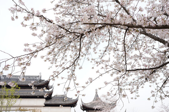 樱花浪漫古建筑雅致