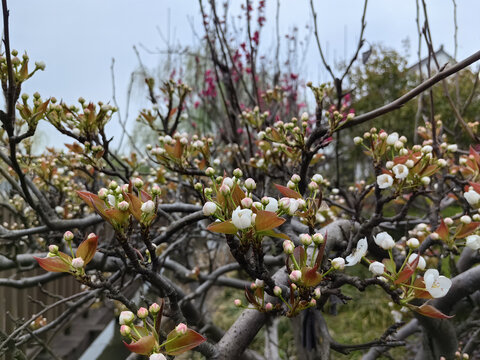 李子花