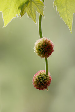 梧桐开花