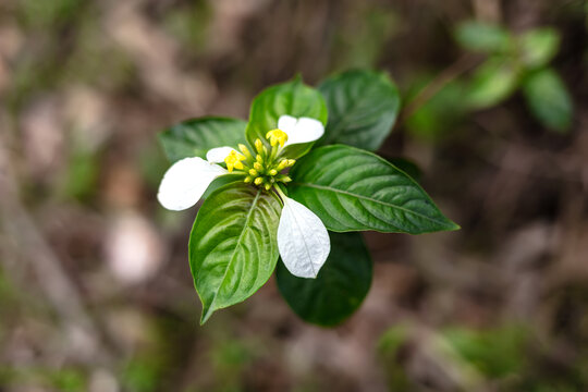 玉叶金花