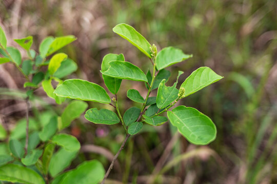 五月茶