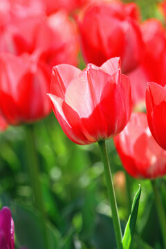 郁金香花海