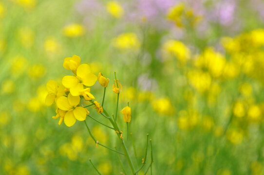 黄色油菜花