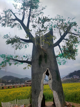 桑植空壳树