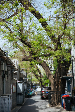 北京胡同