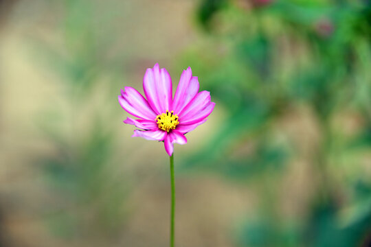 小野菊