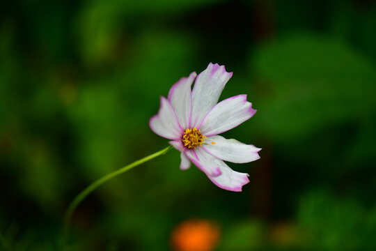 格桑花