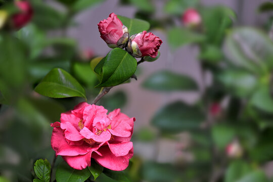 山茶花红山茶