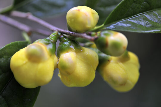 山茶花金茶花