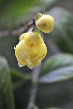 山茶花金茶花