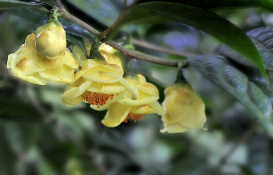 山茶花金茶花