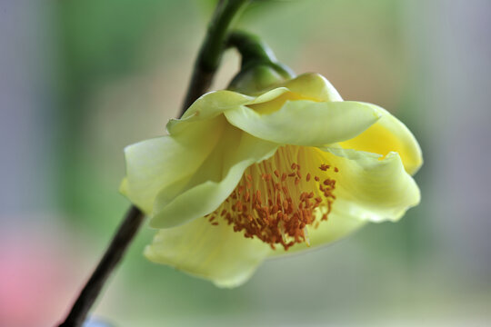 山茶花金茶花